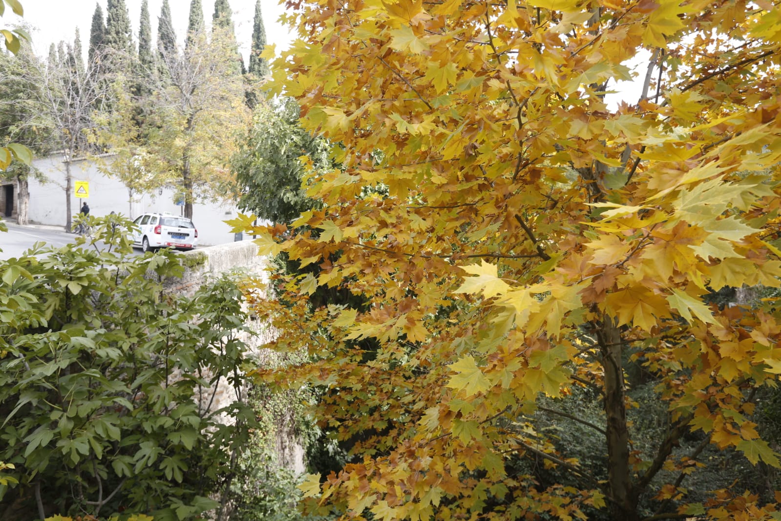 La capital luce por sus calles la estampa clásica del otoño que amarillea sus árboles