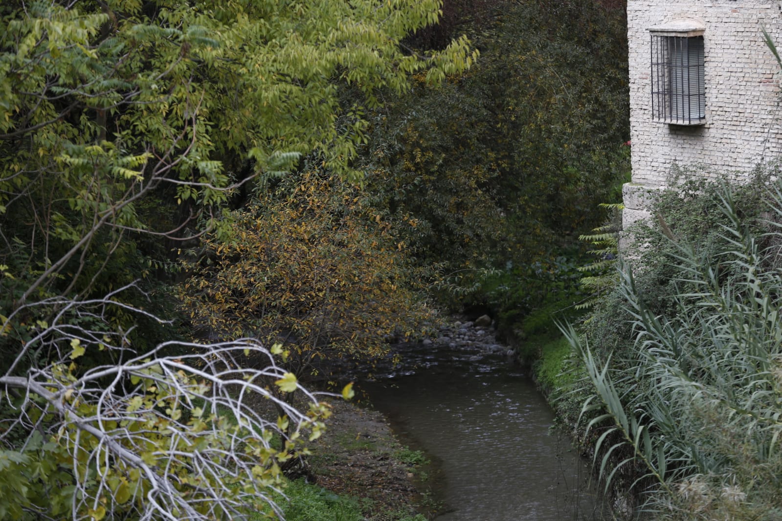 La capital luce por sus calles la estampa clásica del otoño que amarillea sus árboles