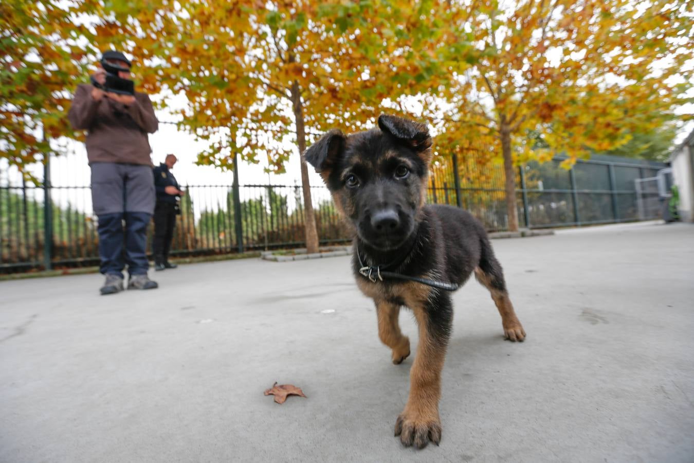La pasada madrugada del lunes, un hombre fue detenido cuando maltrataba a un cachorro de pastor alemán, ahora el peludo se convertirá en un miembro de la unidad canina de la Policía Local
