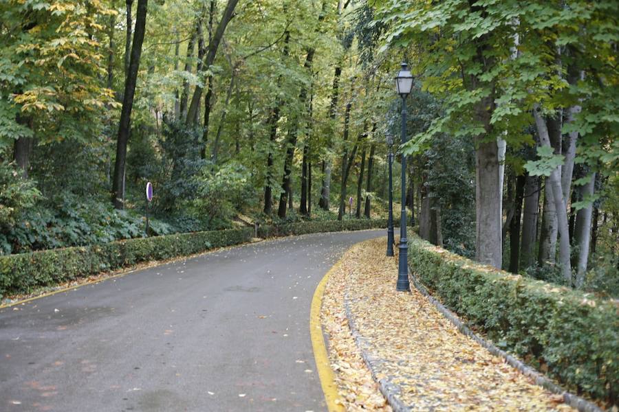 En estos días, los visitantes del bosque de la Alhambra pueden disfrutar de una estampa típica del otoño. Un gran manto de hojas caídas de los árboles se extiende sobre bancos, caminos, escaleras y entre los mismos árboles. El frío que cada vez es más patente y la lluvia han hecho que los árboles se muestren cada día más desnudos, para dejar en el suelo las hojas que nacieron con la primavera. Estampas que hacen más bello el bosque de la Alhambra. 