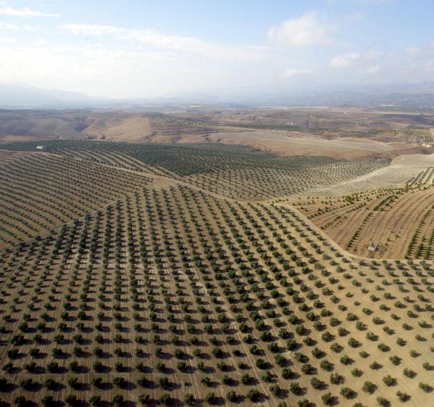 Vista aérea de un paisaje característico del olivar de la provincia. 