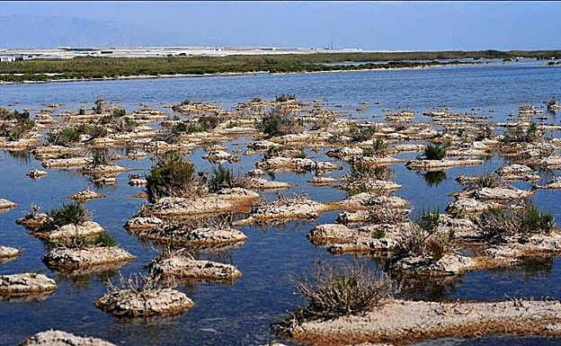 Imagen principal - Salinas de Punta Entinas