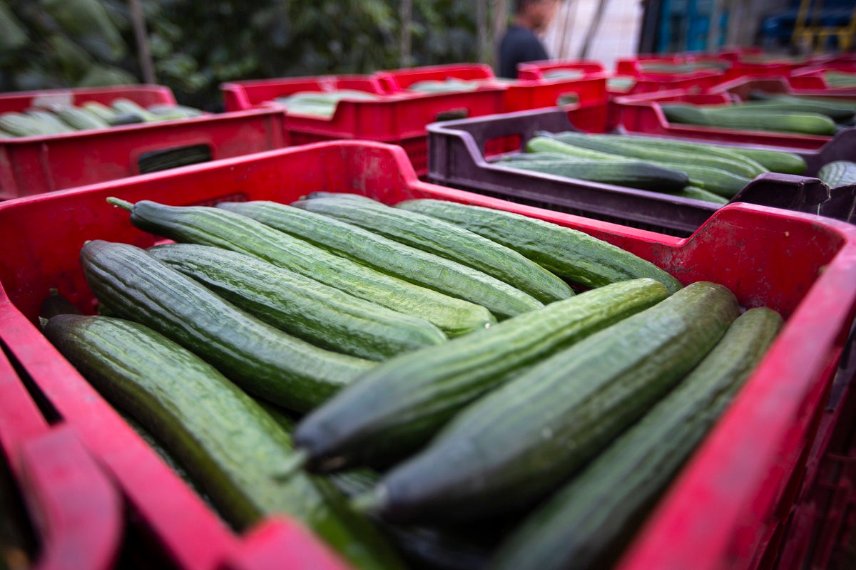 Los productores de pepino llevan diez días vendiendo por debajo de los costes de producción 