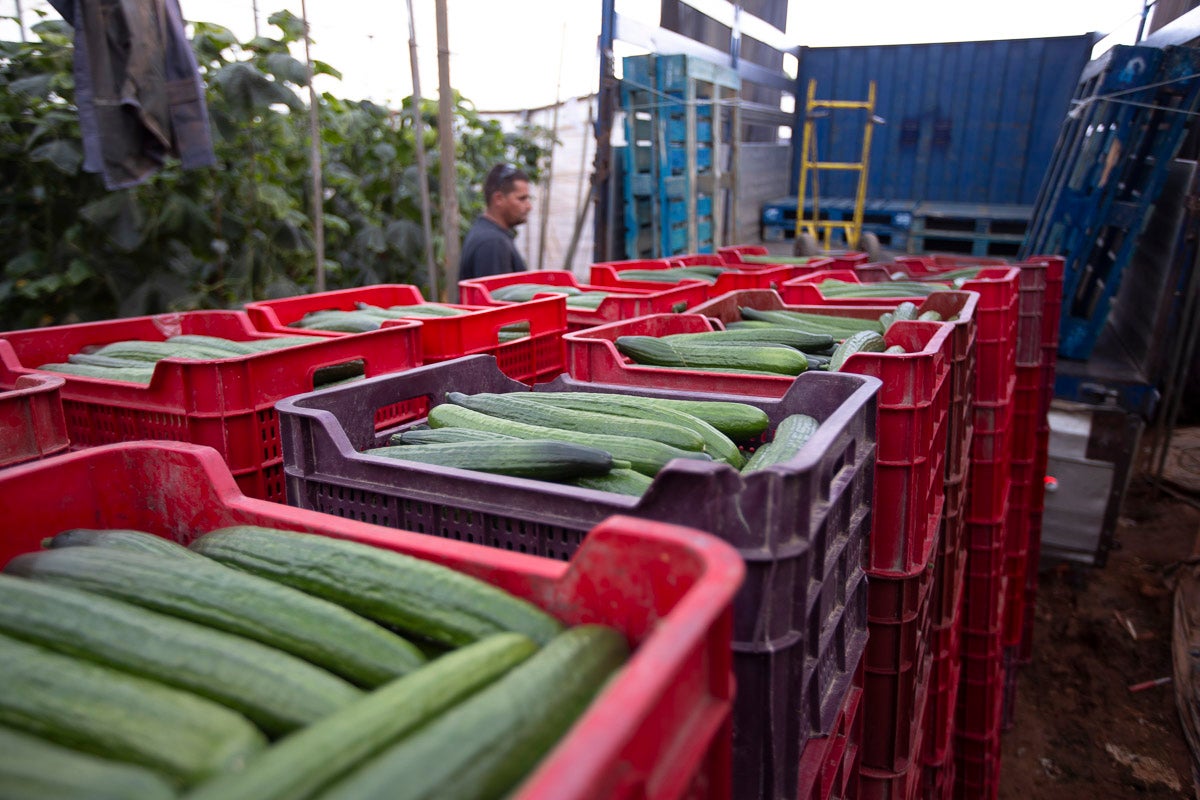 Los productores de pepino llevan diez días vendiendo por debajo de los costes de producción 