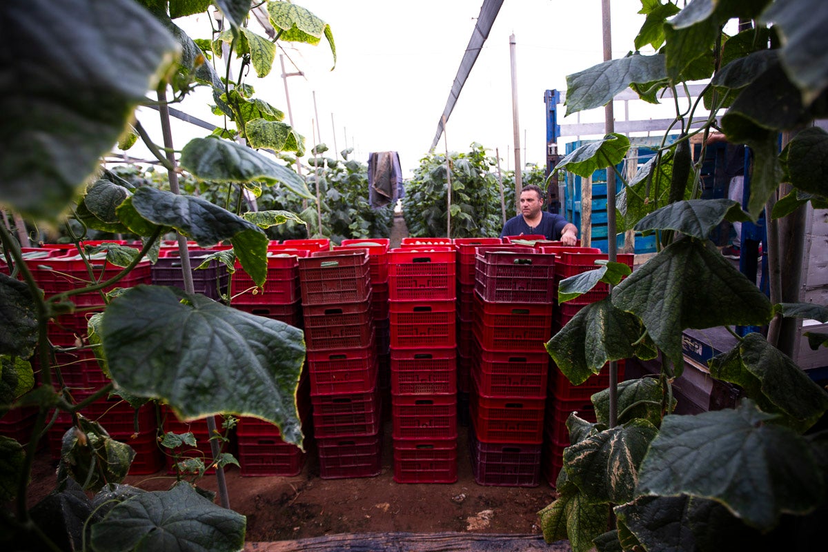 Los productores de pepino llevan diez días vendiendo por debajo de los costes de producción 