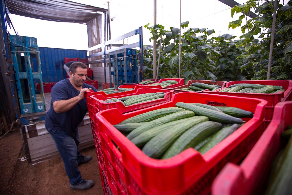 Los productores de pepino llevan diez días vendiendo por debajo de los costes de producción 