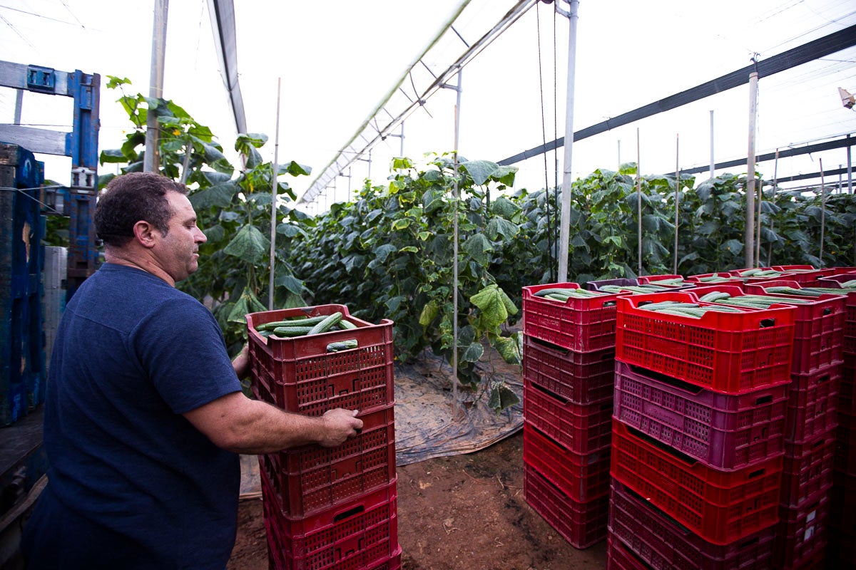 Los productores de pepino llevan diez días vendiendo por debajo de los costes de producción 