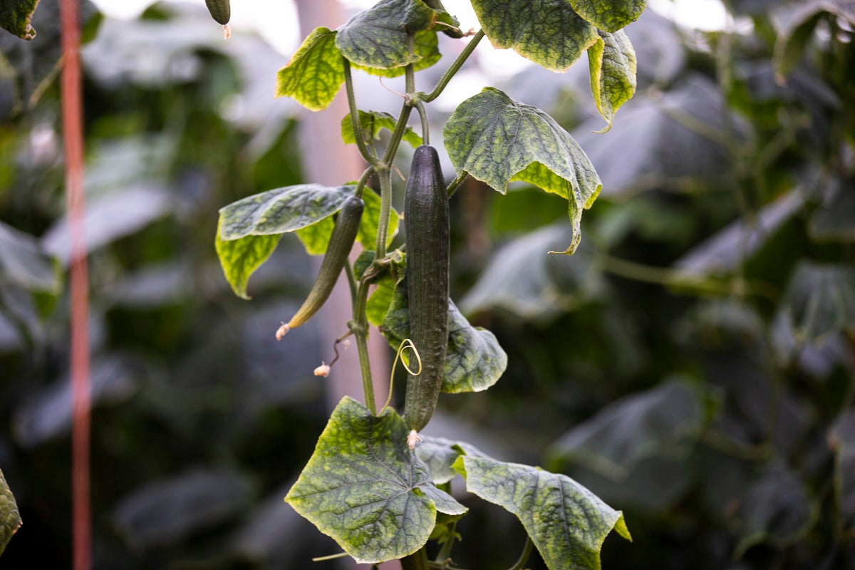 Los productores de pepino llevan diez días vendiendo por debajo de los costes de producción 