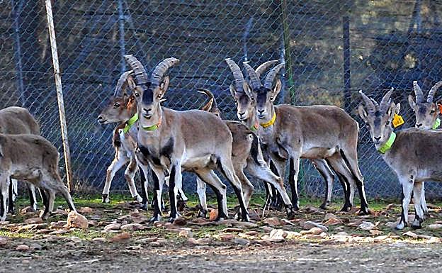Cabras montesas en el centro de control del Parque Nacional de Sierra Nevada