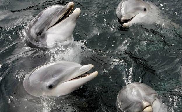 Delfines en el Delfinario de Hardewijk. 