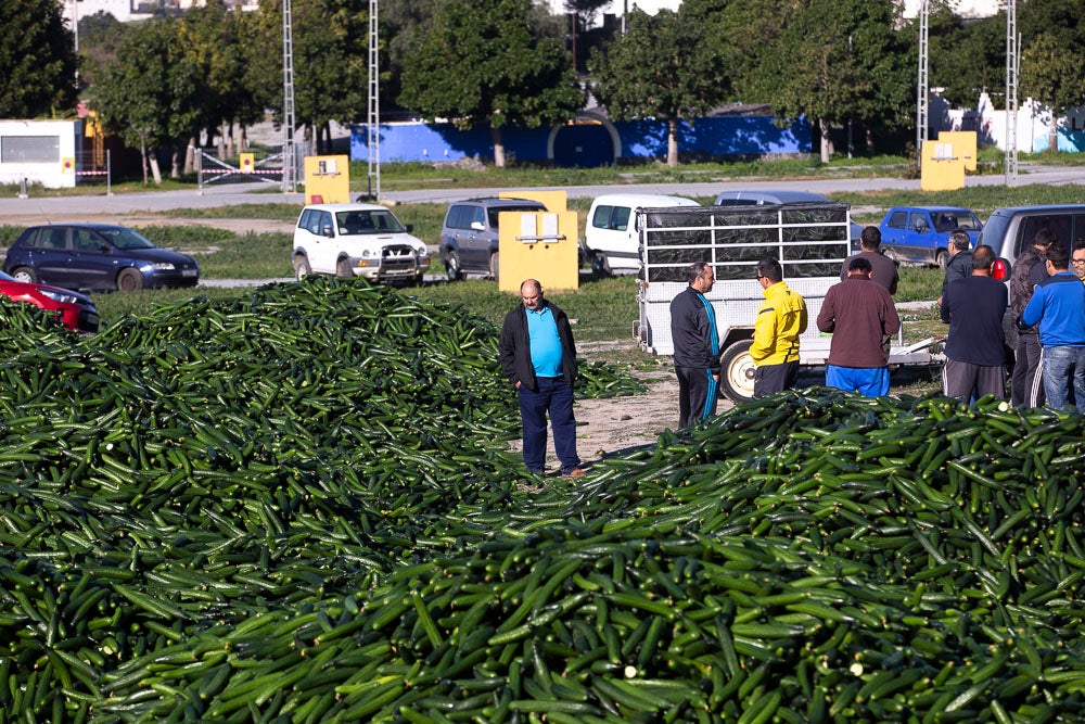Confían en que la destrucción del producto tenga sus efectos y los precios suban porque ahora «les está costando el dinero» 