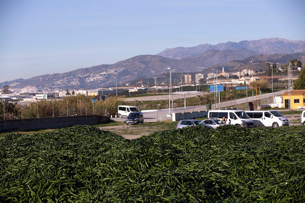 Confían en que la destrucción del producto tenga sus efectos y los precios suban porque ahora «les está costando el dinero» 