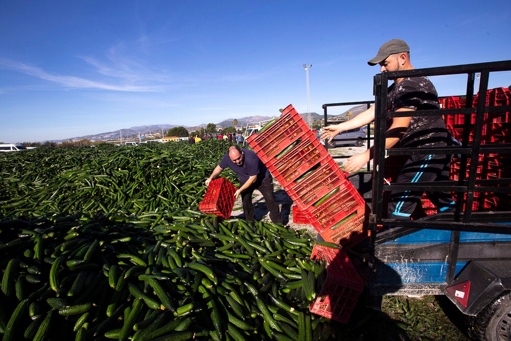 Confían en que la destrucción del producto tenga sus efectos y los precios suban porque ahora «les está costando el dinero» 