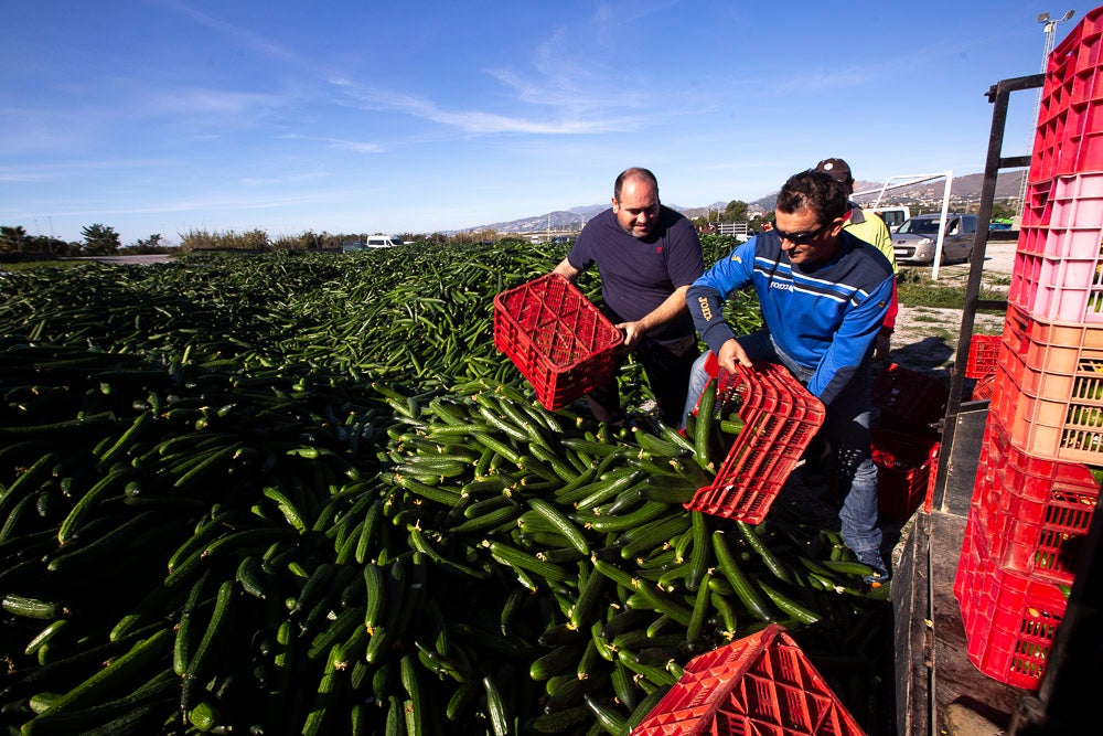 Confían en que la destrucción del producto tenga sus efectos y los precios suban porque ahora «les está costando el dinero» 