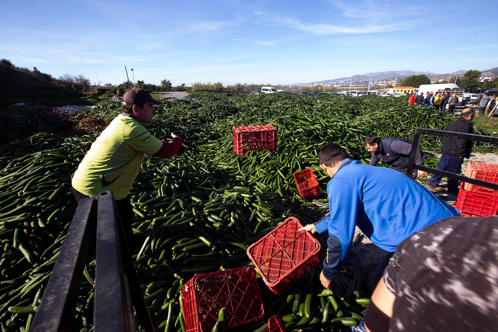 Confían en que la destrucción del producto tenga sus efectos y los precios suban porque ahora «les está costando el dinero» 