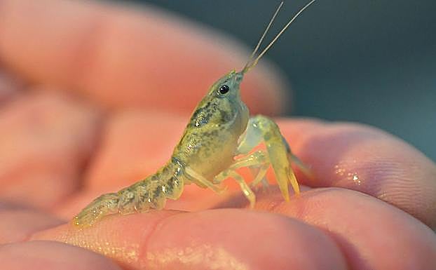 Cangrejo ibérico juvenil listo para ser reintroducido en cauces de media montaña