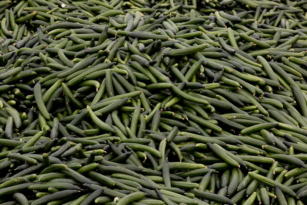 Ahora empezarán a llevarse directamente a la planta de residuos