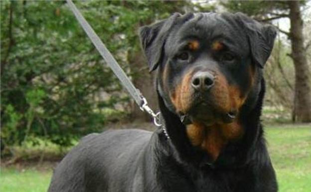 cuanto vale un rottweiler