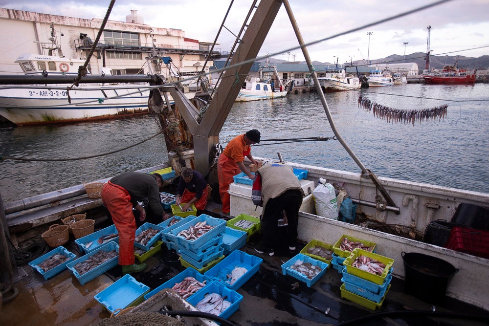 El pescado motrileño va a las pescaderías y a la hostelería, aunque los hosteleros no suelen ir a comprar directamente, sino que declinan esa tarea en los distribuidores