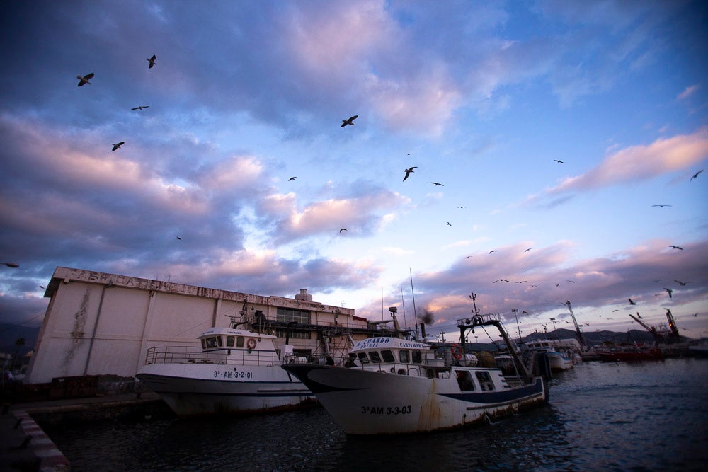 El pescado motrileño va a las pescaderías y a la hostelería, aunque los hosteleros no suelen ir a comprar directamente, sino que declinan esa tarea en los distribuidores