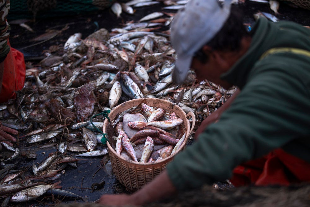 El pescado motrileño va a las pescaderías y a la hostelería, aunque los hosteleros no suelen ir a comprar directamente, sino que declinan esa tarea en los distribuidores