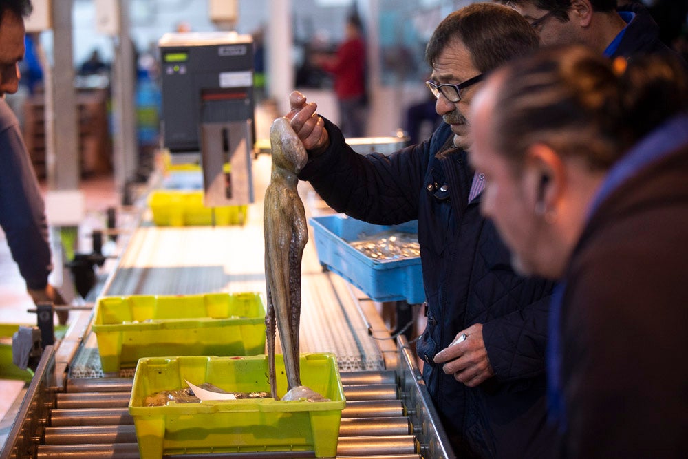 El pescado motrileño va a las pescaderías y a la hostelería, aunque los hosteleros no suelen ir a comprar directamente, sino que declinan esa tarea en los distribuidores