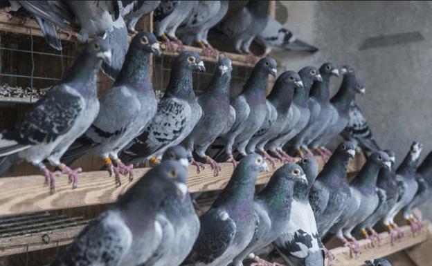 Grupo de palomas. 