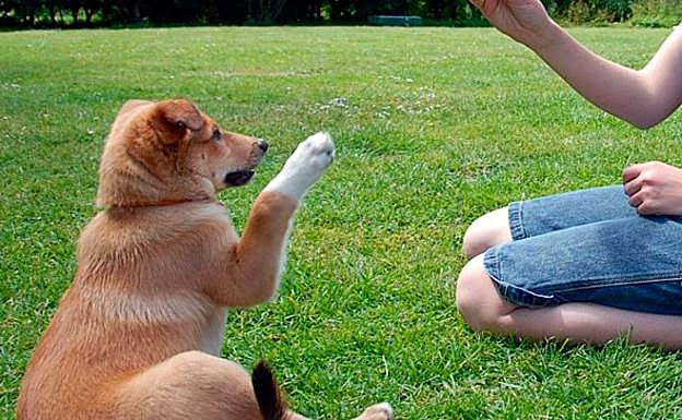 Cómo ser adiestrador canino