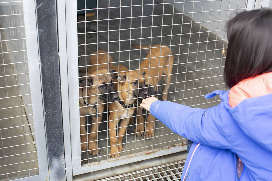 Los tres cachorros huérfanos adoptados por los agentes empiezan el adiestramiento con el ya famoso perro Stan Lee.