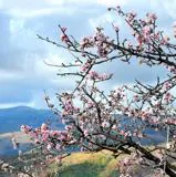 Almendros en la Contraviesa. 