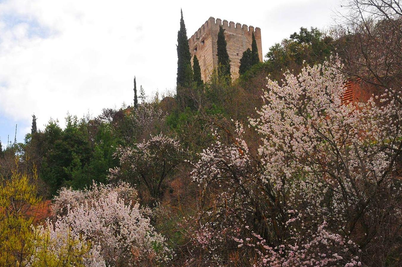 Almendros en el tajo de San Pedro