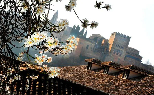 Almendros de la Casa del Chapiz, frente a la Alhambra.