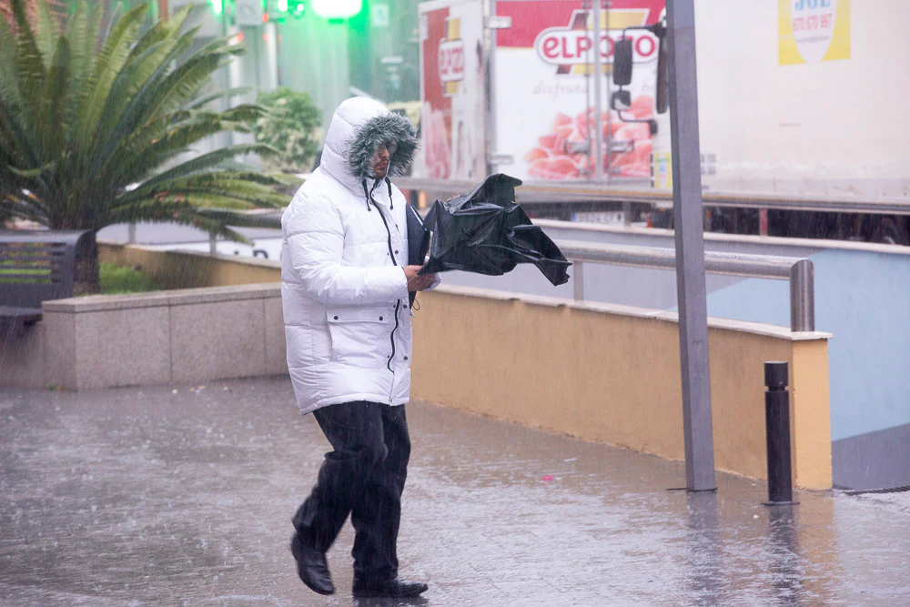 El mal tiempo ha hecho que se caigan dos árboles y una palmera