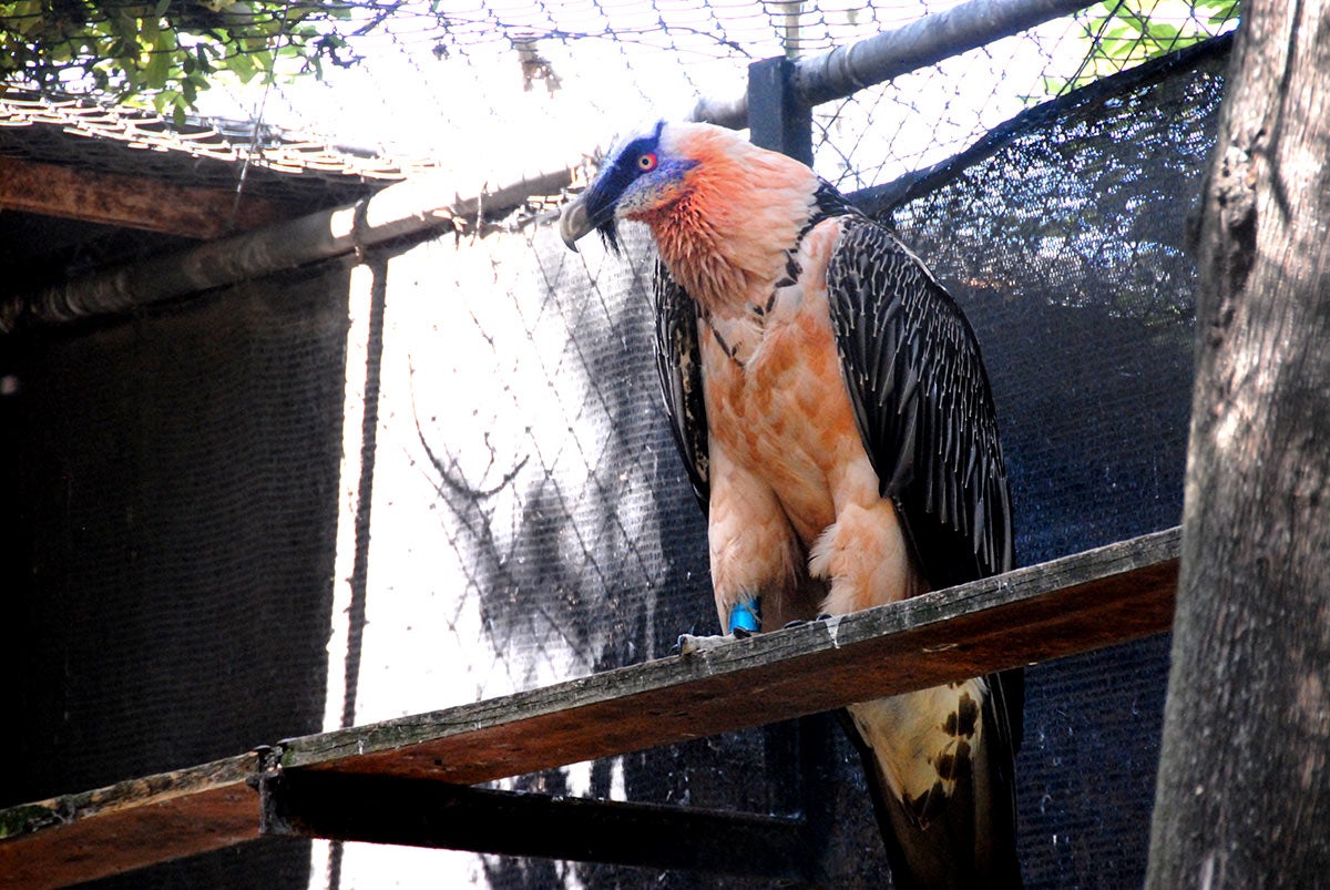 Un quebrantahuesos en el centro de recuperación de la especie 