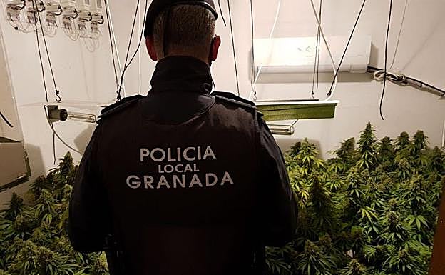 Las cinco operaciones contra el tráfico de 'maría' en Granada que marcaron 2018