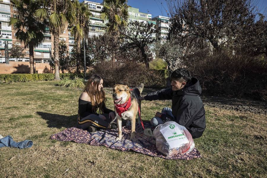 El mercurio anda revuelto en los primeros días de febrero y el buen tiempo está dejando estampas propias de la primavera en toda la provincia, sobre todo a mediodía. La temperaturas varían tanto en apenas unas horas que la ropa de abrigo de la mañana sobra a la hora de comer. Algunos no han desaprovechado para tumbarse al sol en algunos puntos de la capital granadina... ¡en manga corta!