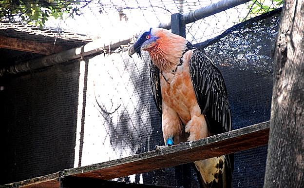 Un quebrantahuesos adulto en el centro de recuperación de la especie en Cazorla 