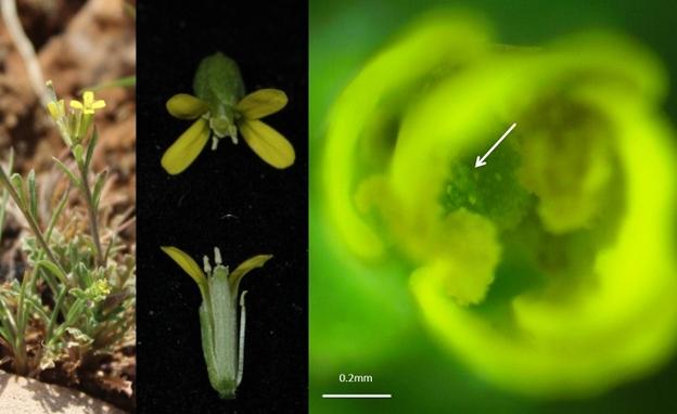 La imagen muestra la planta Erysimum incanum, la flor de dicha planta y el polen depositado en la flor por el mecanismo de masajeo mientras esta se abre (lo que da ventaja a la autofecundación)