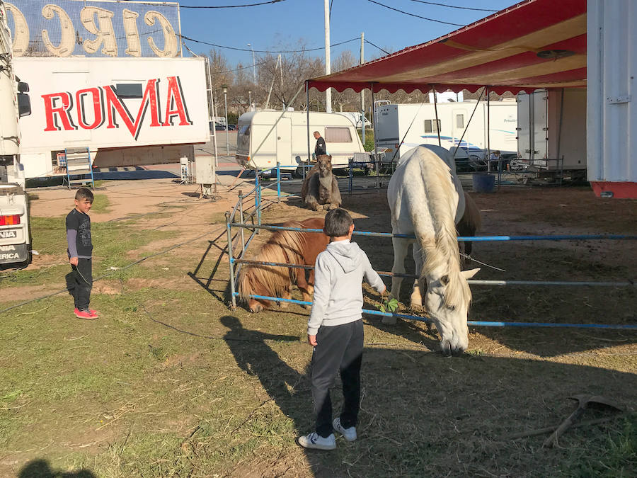 El Circo Dola Roma se instala hasta el 17 de febrero en Albolote mientras los animalistas piden prohibir estos espectáculos con animales salvajes.