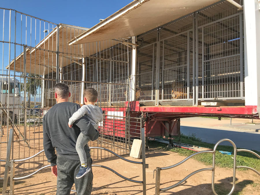 El Circo Dola Roma se instala hasta el 17 de febrero en Albolote mientras los animalistas piden prohibir estos espectáculos con animales salvajes.