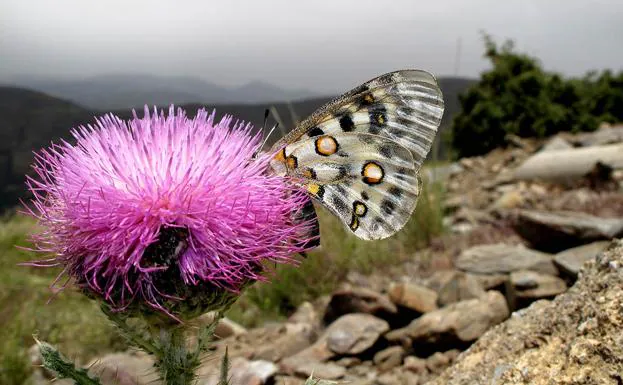 Una mariposa apolo de Sierra Nevada sobre un cardo granatense 