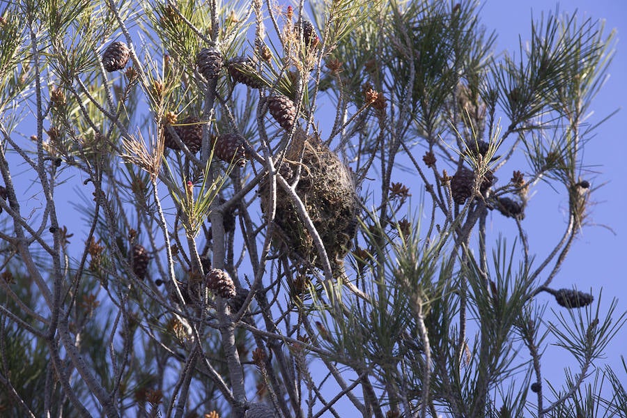 Ayuntamientos costeros como Salobreña y Motril actúan para tratar de contener el avance de esta oruga tóxica desde los pinares de los montes públicos hasta las ciudades
