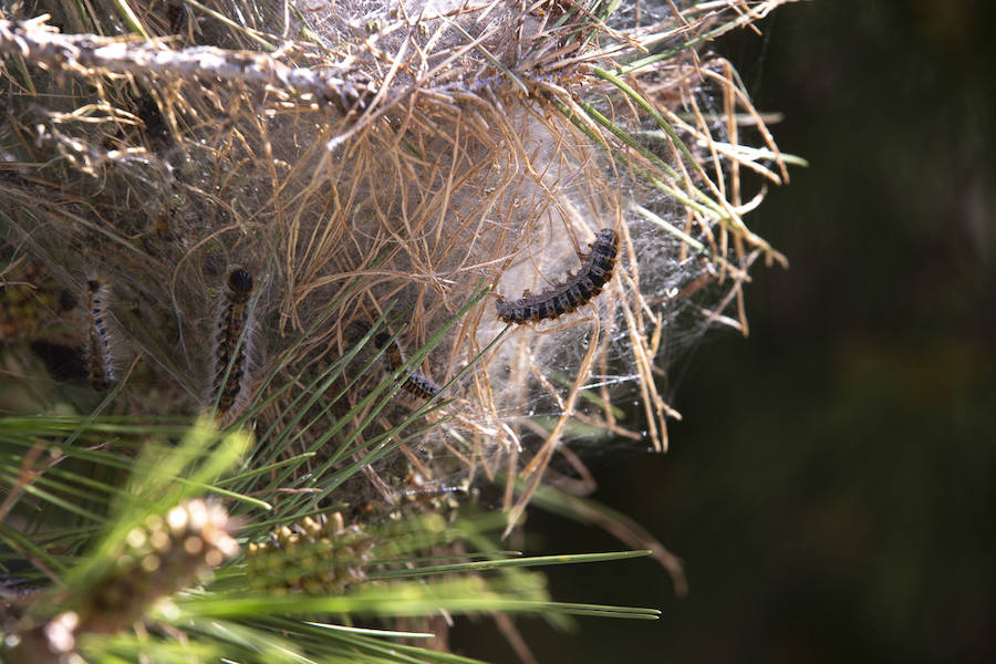 Ayuntamientos costeros como Salobreña y Motril actúan para tratar de contener el avance de esta oruga tóxica desde los pinares de los montes públicos hasta las ciudades