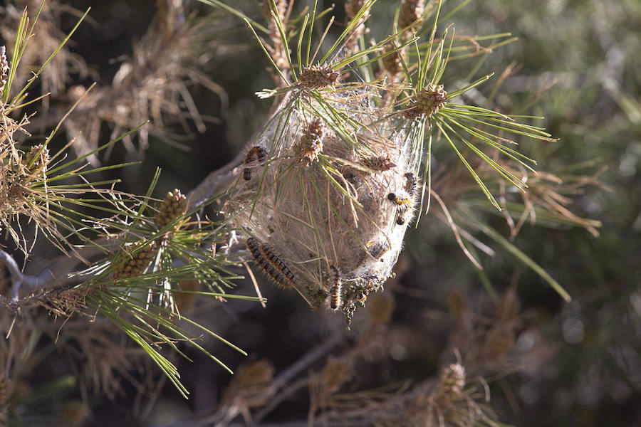 Ayuntamientos costeros como Salobreña y Motril actúan para tratar de contener el avance de esta oruga tóxica desde los pinares de los montes públicos hasta las ciudades