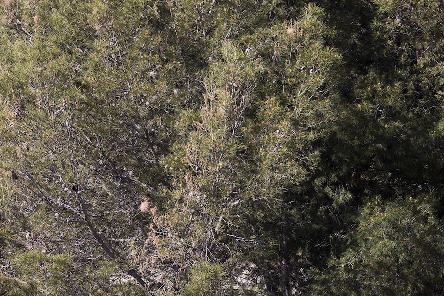 Ayuntamientos costeros como Salobreña y Motril actúan para tratar de contener el avance de esta oruga tóxica desde los pinares de los montes públicos hasta las ciudades