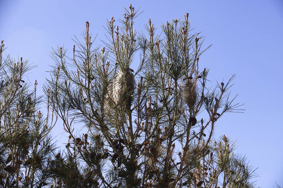 Ayuntamientos costeros como Salobreña y Motril actúan para tratar de contener el avance de esta oruga tóxica desde los pinares de los montes públicos hasta las ciudades