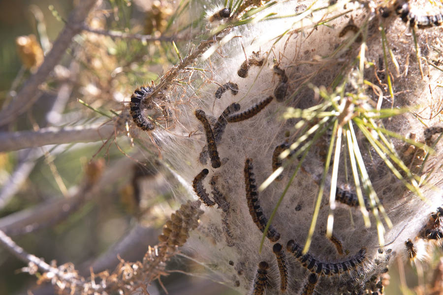 Ayuntamientos costeros como Salobreña y Motril actúan para tratar de contener el avance de esta oruga tóxica desde los pinares de los montes públicos hasta las ciudades