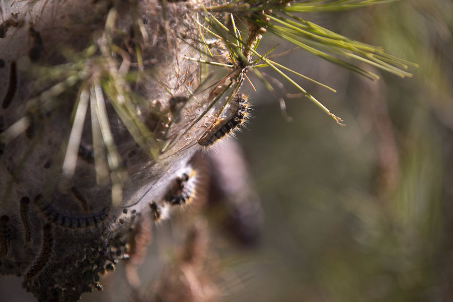 Ayuntamientos costeros como Salobreña y Motril actúan para tratar de contener el avance de esta oruga tóxica desde los pinares de los montes públicos hasta las ciudades