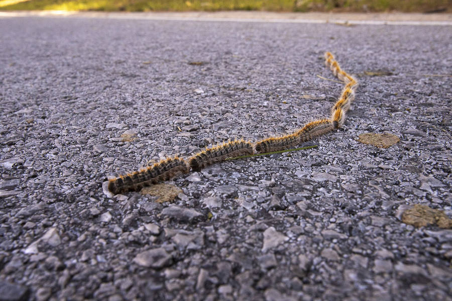 Ayuntamientos costeros como Salobreña y Motril actúan para tratar de contener el avance de esta oruga tóxica desde los pinares de los montes públicos hasta las ciudades