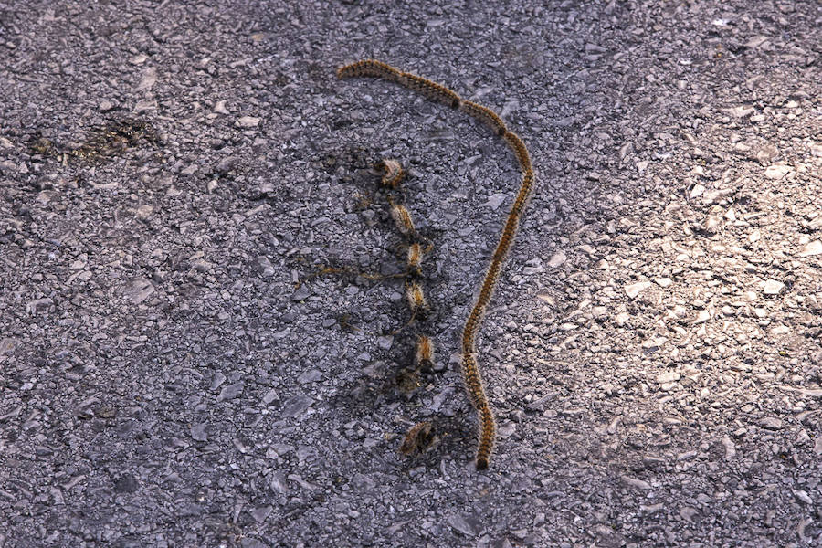 Ayuntamientos costeros como Salobreña y Motril actúan para tratar de contener el avance de esta oruga tóxica desde los pinares de los montes públicos hasta las ciudades